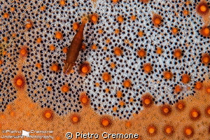 Commensal shrimp on a sea star by Pietro Cremone 